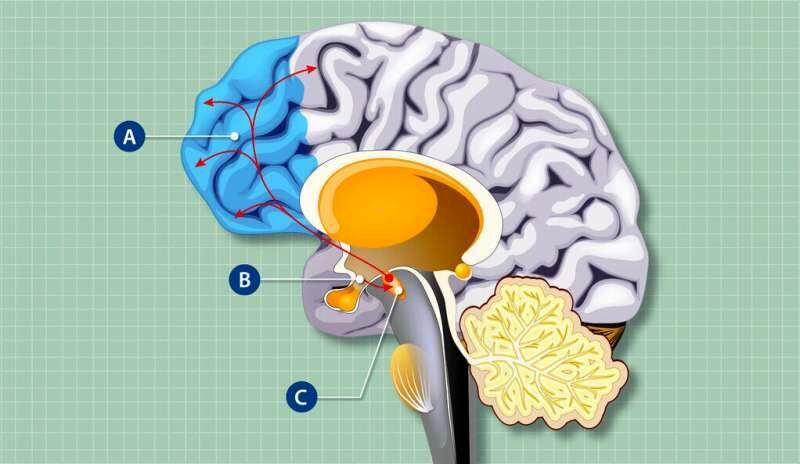 تأثیر سلول‌های کنترل‌کننده گرسنگی بر عملکرد مغز چیست؟