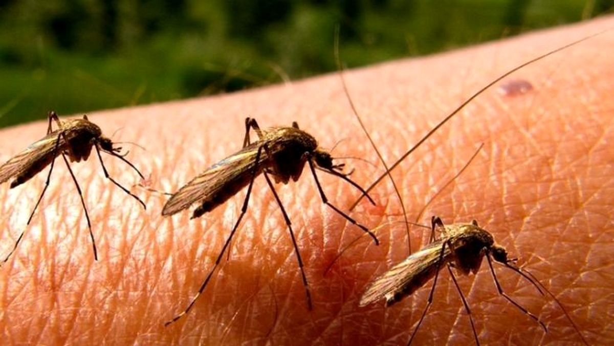 چرا پشه‌ها برخی از افراد را نیش نمی‌زنند؟