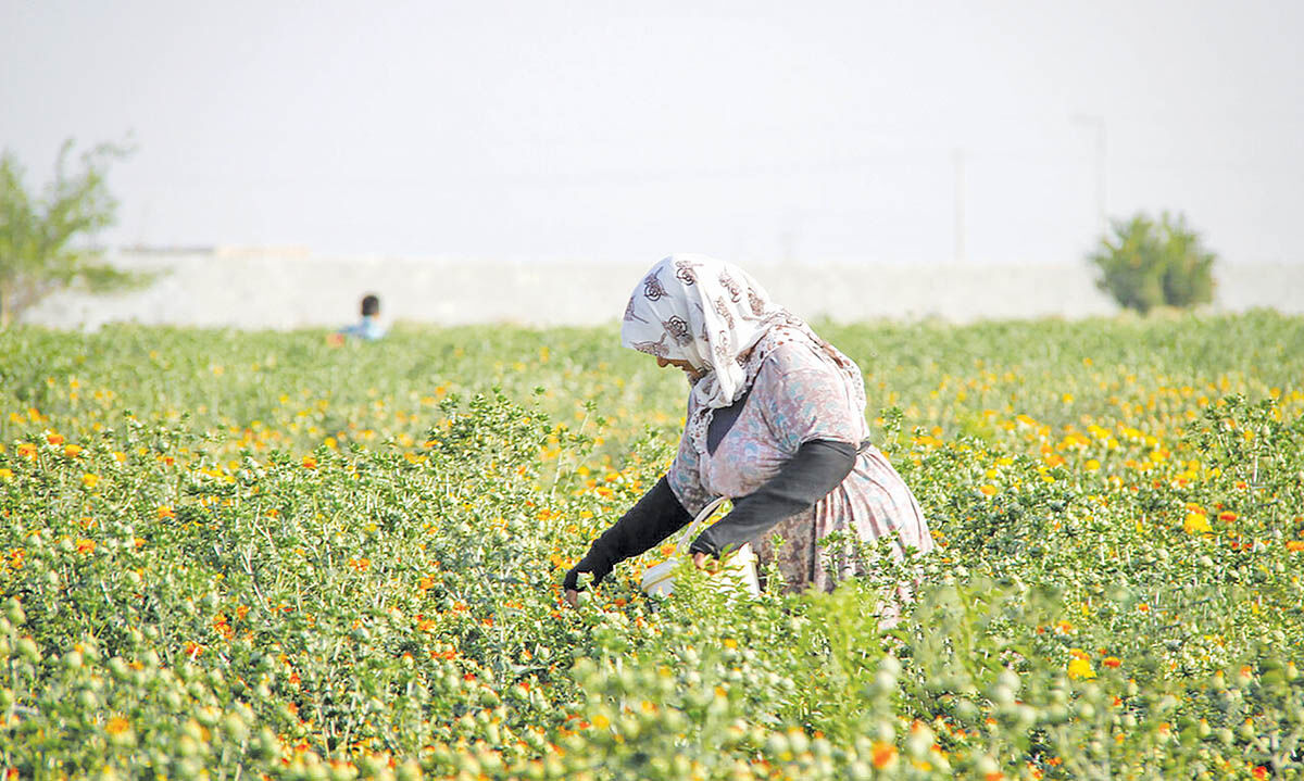 گل‌رنگ با روغن اضافه!
