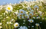 ماجراجویی از باغ چای تا دریاچه سوها 