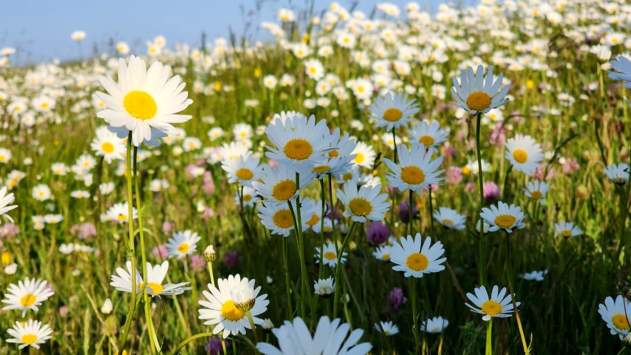 ماجراجویی از باغ چای تا دریاچه سوها 