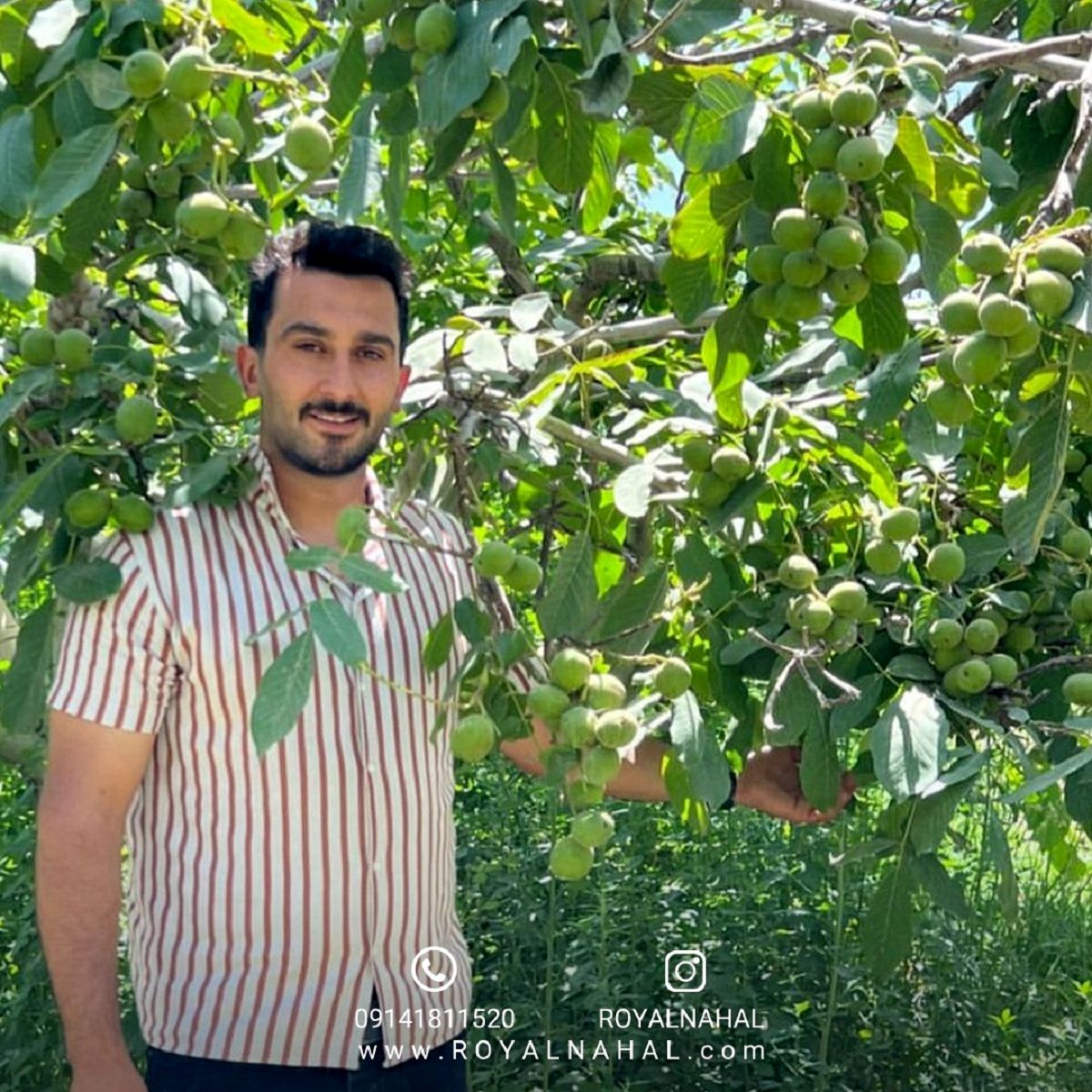 درآمد ۱۰ میلیاردی در هکتار را با کاشت نهال گردو ژنوتیپ رویال تجربه کنید