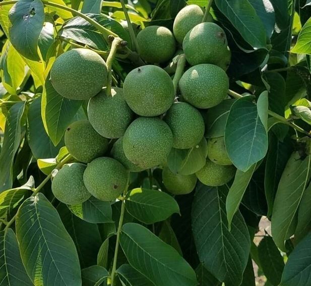 فروش نهال گردو و بادام گلدانی با قیمت مناسب در نهالستان نهال سبز