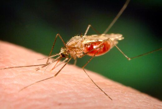 هشدار!/شیوع بیماری خطرناک مالاریا در این استان