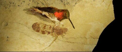 مورچه‌ غول‌ پیکر به اندازه یک پرنده+عکس