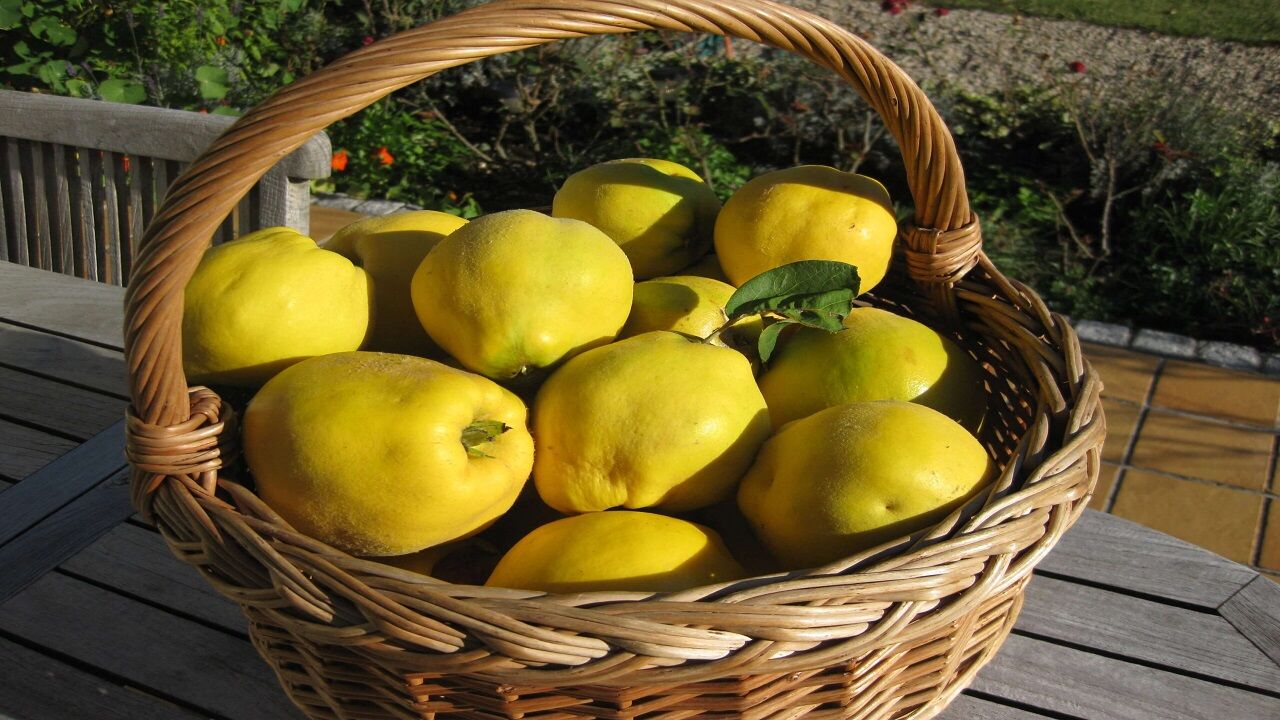 خواص شگفت‌انگیز بِه برای سلامتی بدن 