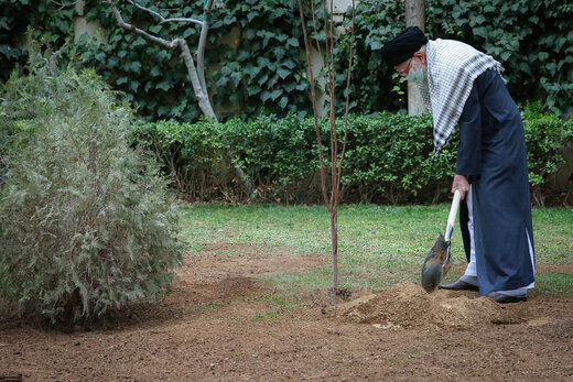 درختی که توسط رهبر انقلاب در روز درختکاری کاشته شد+عکس