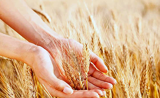 بورس کالا میزبان گندم مورد نیاز صنف صنعت و نانوایان آزادپز است