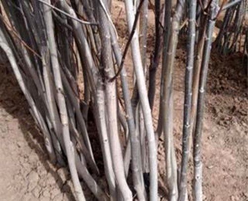 بزرگترین تولید کننده نهال شناسه دار در ایران