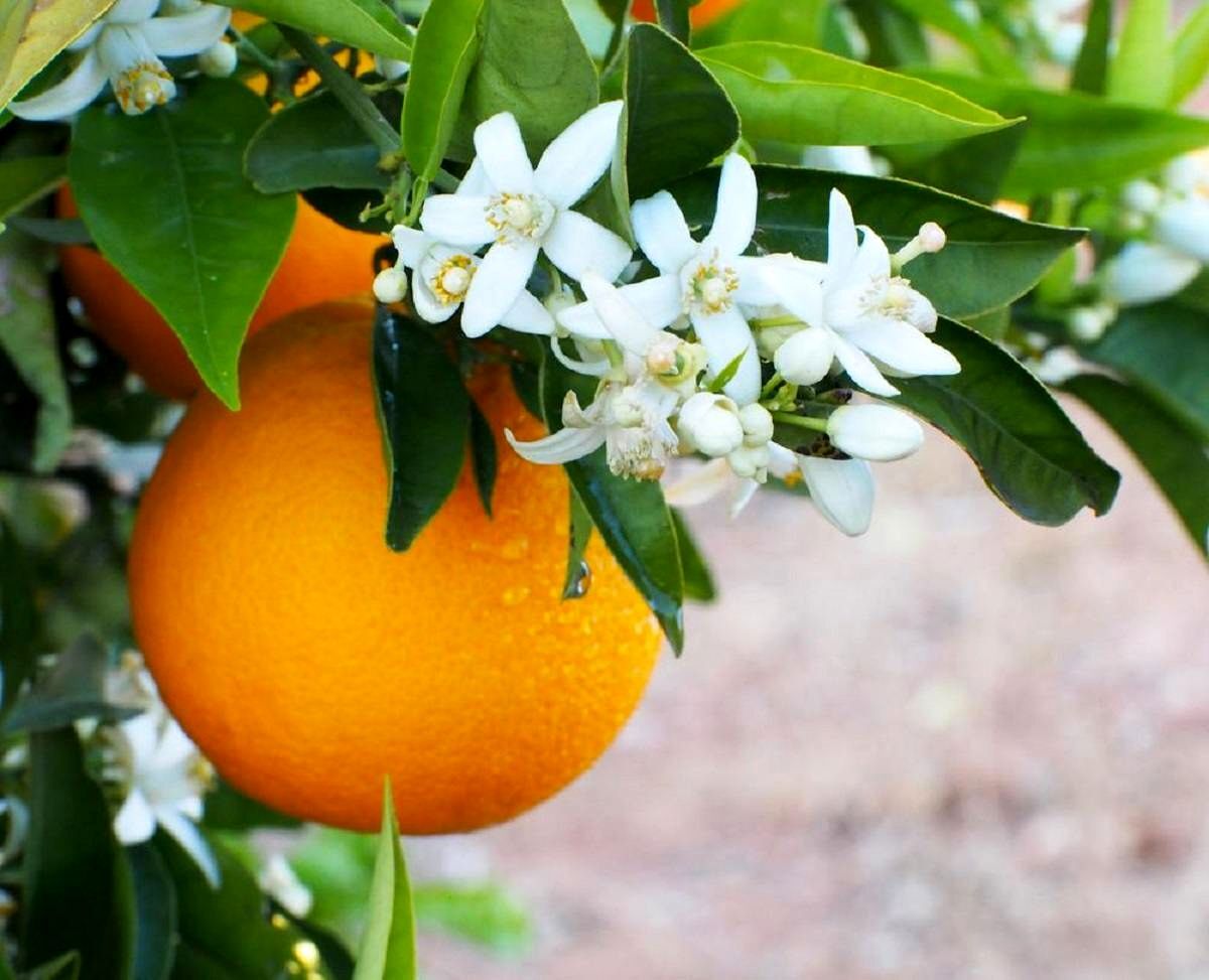 این نوشیدنی سنتی حکم قرص ضد افسردگی را دارد 