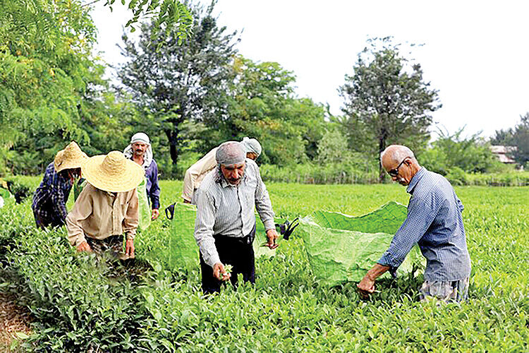 آغاز خرید تضمینی برگ سبز چای