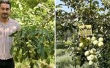 آغاز برداشت محصول گردو ژنوتیپ رویال و برداشت سود ۱۵ میلیاردی برای باغداران گردو