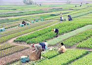 کشاورزی کشور پشت سد تعهدات ارزی 
