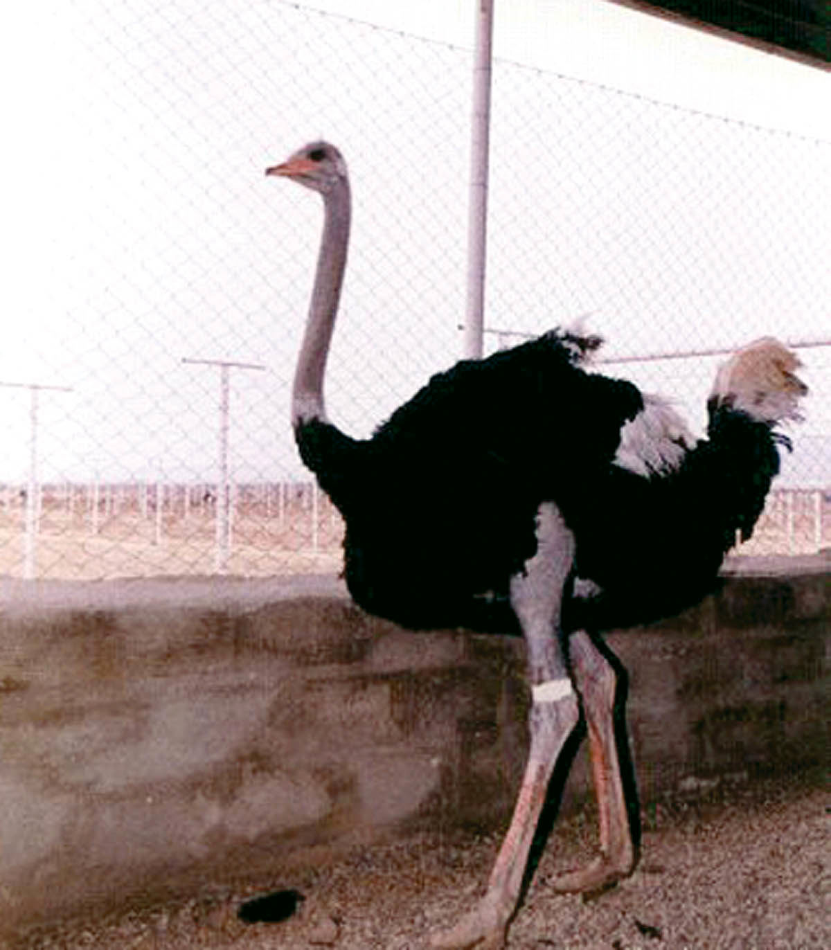 قیمت گوشت شترمرغ کاهش می‌یابد