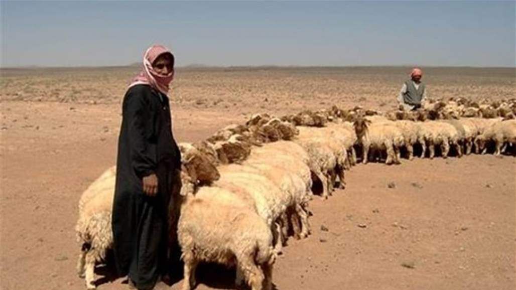 چوپان دزدی دوباره داعش در عراق