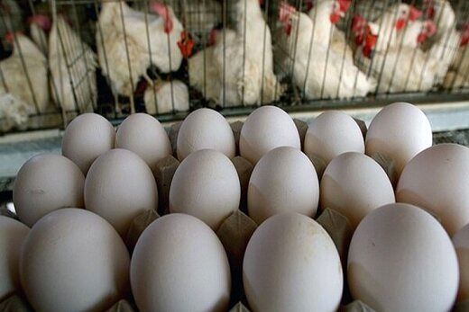 علت کاهش تولید تخم مرغ چیست؟