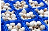 چرا قارچ اینقدر گران شده است؟/ قیمت‌ها باید 150 تا 200 هزار تومان کمتر شود