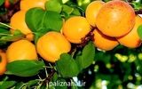 خوردن هسته این میوه تابستانی ممنوع شد!