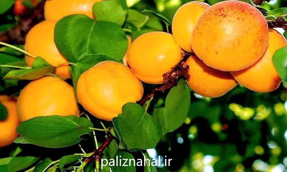 خوردن هسته این میوه تابستانی ممنوع شد!