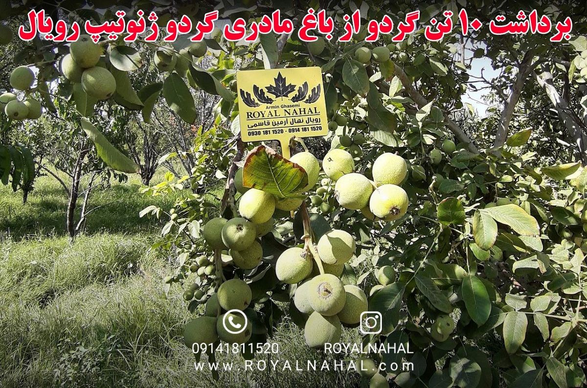 خبر جنجالی برداشت ۱۰ تن گردو از باغ مادری گردو ژنوتیپ رویال، باغداران را متعجب کرد