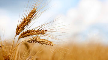 خوشه‏‏‌های گندم زیر سایه تنش‏‏‌ها