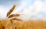 خوشه‏‏‌های گندم زیر سایه تنش‏‏‌ها
