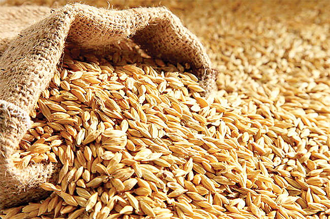 تولید نوعی پروتئین فوق شیرین طبیعی در جو