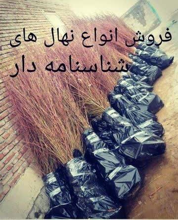 کاشت نهال بادام مقاوم به کم آبی، راهی نوین برای باغداری در خشکسالی