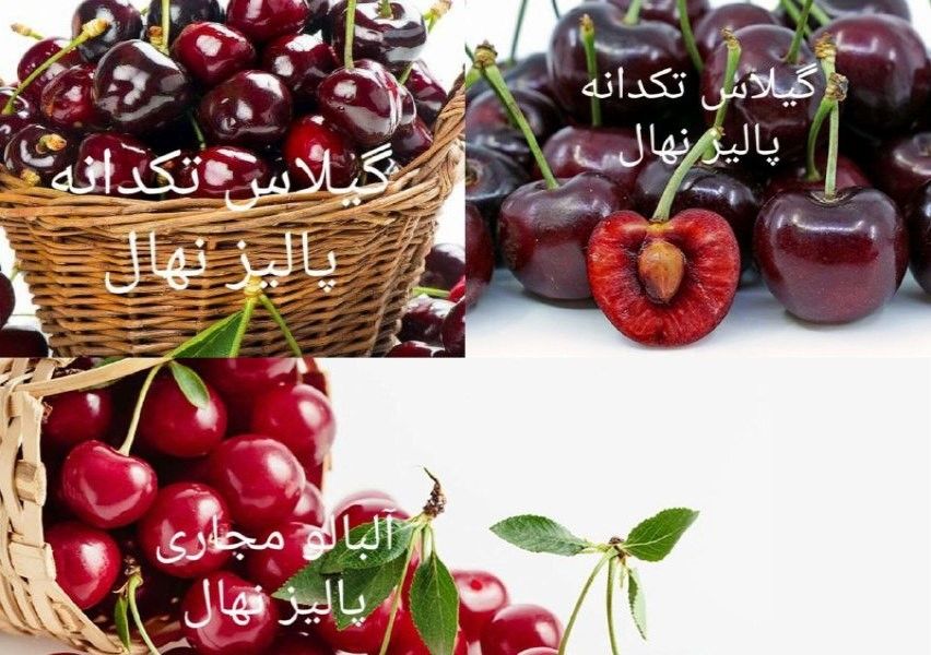 فروش ویژه نهالستان پالیز در سال جدید؛ عرضه انواع نهال دیرگل پربار فقط30هزارتومان