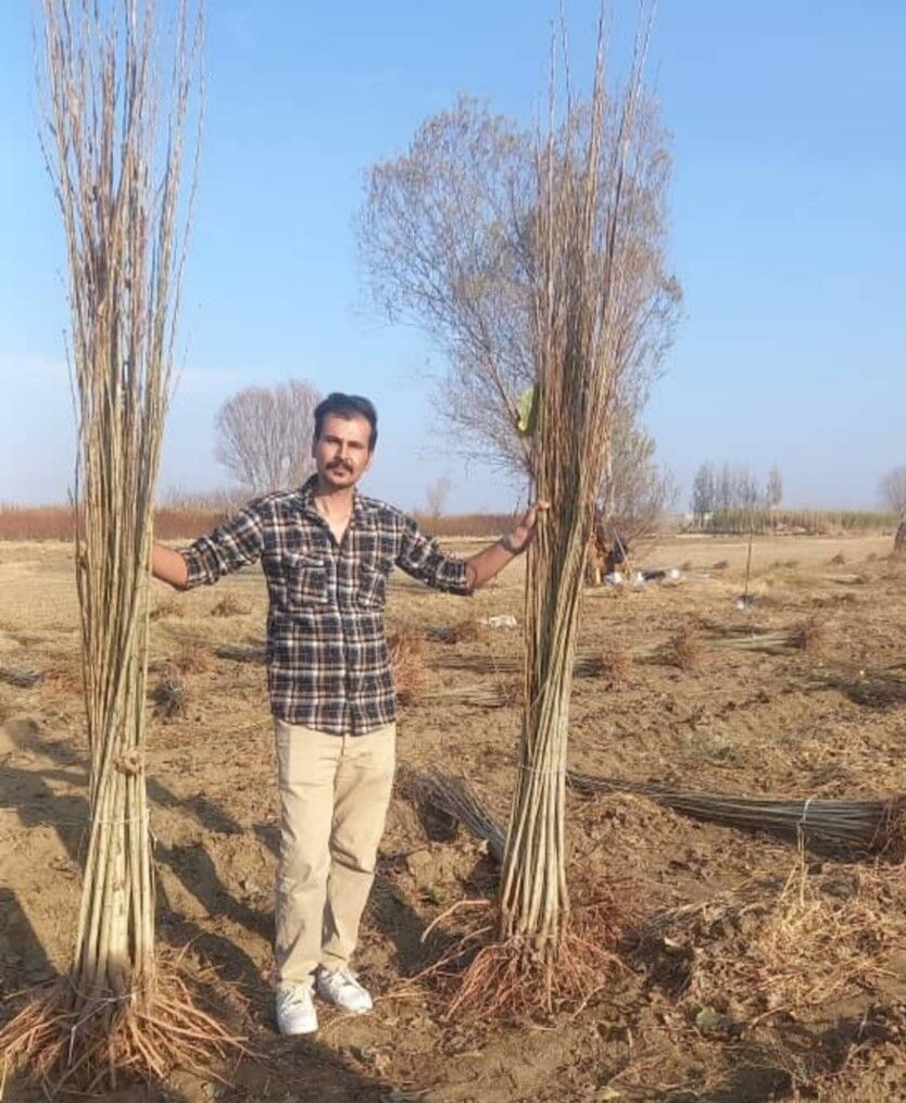 خرید نهال میوه 2 ساله یارانه ای بادام، هلو، شلیل، گیلاس، گلابی، گردو و پسته فقط 38 هزارتومان!