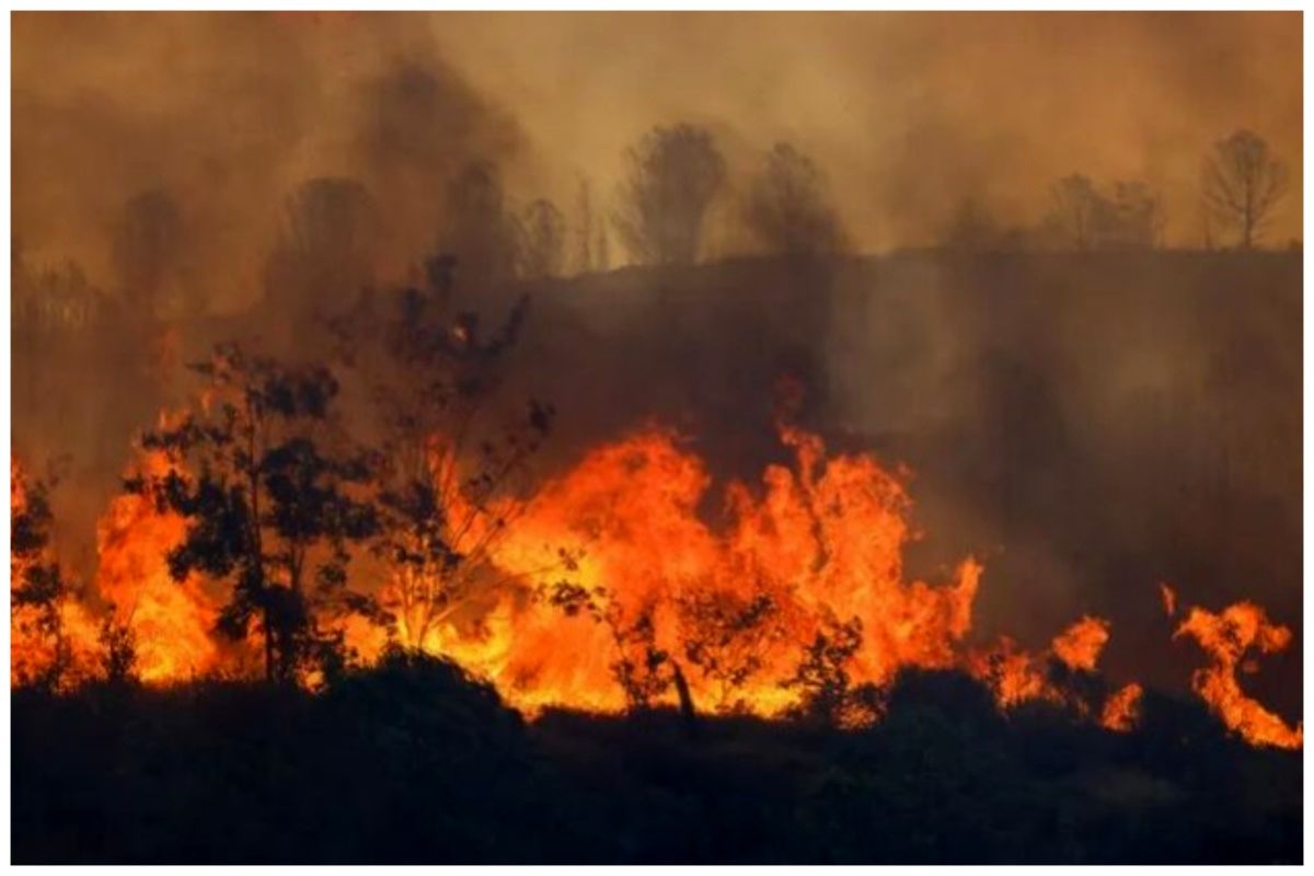 وقوع آتش سوزی گسترده در جنگلی در ترکیه+تعداد کشته‌ها