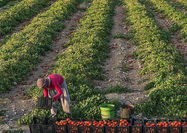 تولید سالانه 75‌هزار میلیارد تومان محصولات کشاورزی در آذربایجان شرقی