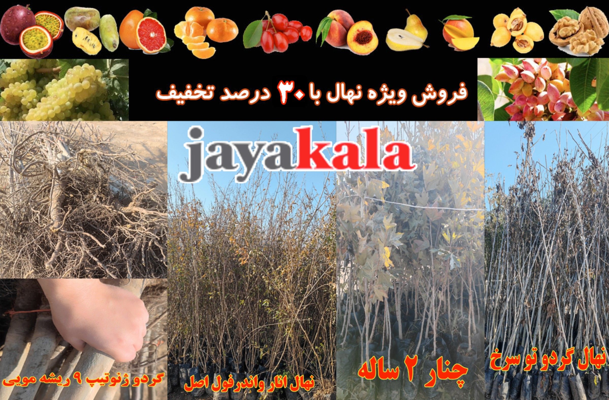 آغاز تخفیفات 30 درصدی نهال پسته، گردو و میوه تا نیمه آذر