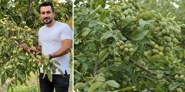 نهال گردویی که رکورد باردهی را شکست | خرید بهترین نهال گردو پرمحصول در ایران