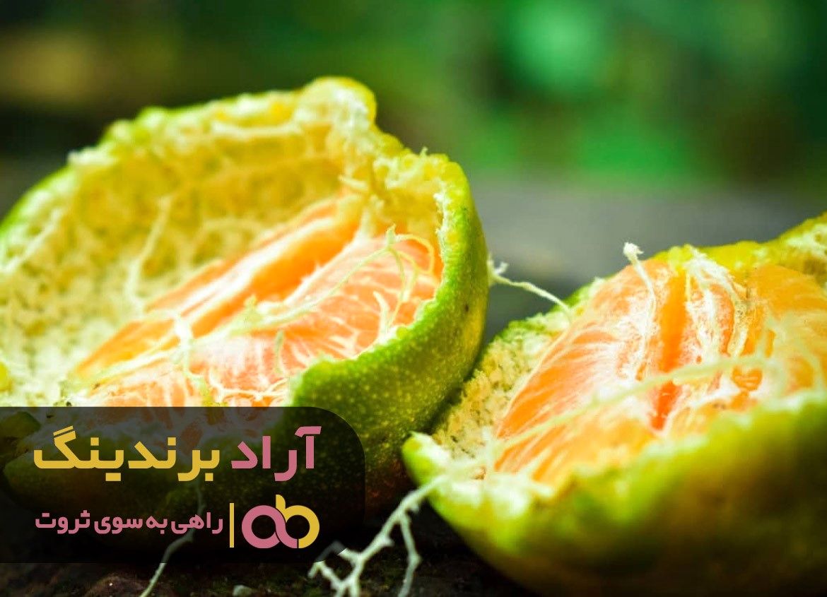 خرید نارنگی سبز از معتبر ترین سایت اینترنتی