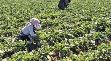 نقشه آبی در الگوی کشت