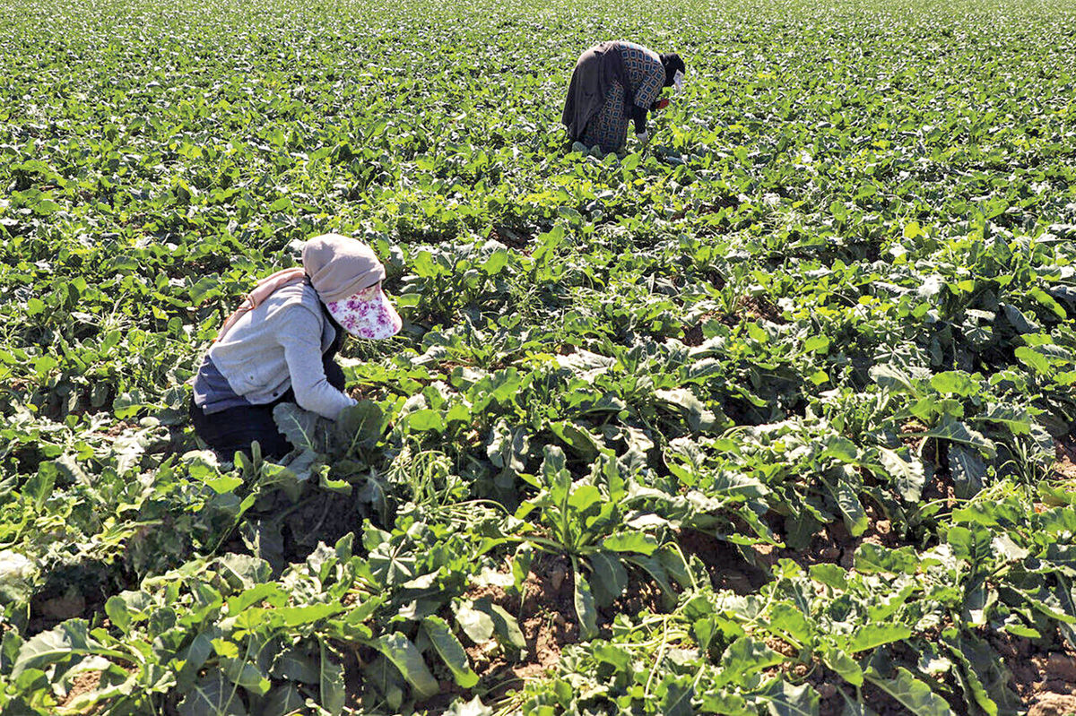 نقشه آبی در الگوی کشت