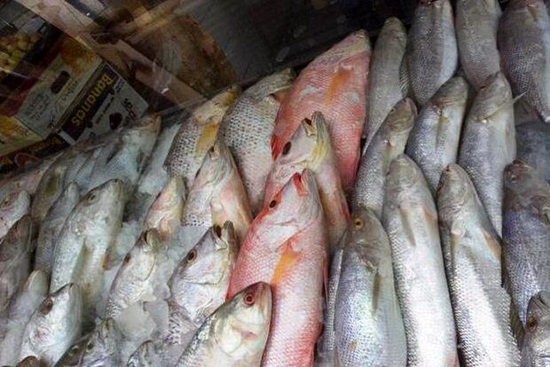 کشف 3 تن ماهی قاچاق در الیگودرز
