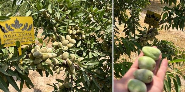 سرمایه گذاری سبز در دوران بحران آب با کاشت بادام مقاوم به کم آبی
