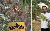 تولید یک میلیون نهال مقاوم به کم آبی در آذربایجان غربی در نهالستان آرمین قاسمی