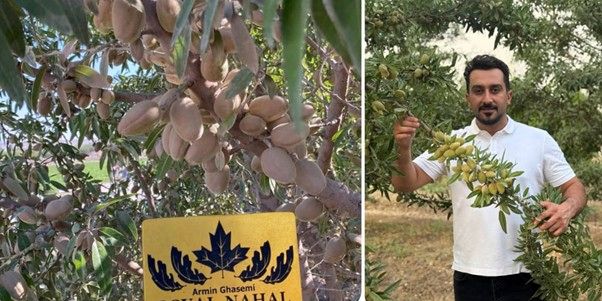 تولید یک میلیون نهال مقاوم به کم آبی در آذربایجان غربی در نهالستان آرمین قاسمی