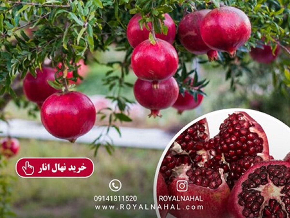 داشتن انارستان هایی سرسبز با کاشت نهال های اصلاح شده و کشت بافت