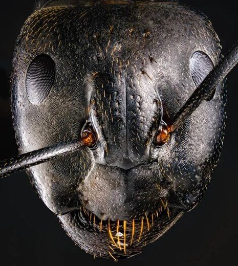 تصویر ترسناک و نزدیک از صورت مورچه؛ هیولای کوچک روی زمین+عکس