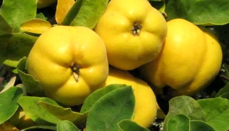 از خواص باورنکردنی این میوه در زمستان غافل نشوید