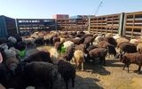 تهدید بیماری‌های دامی عراق برای استان‌های مرزی