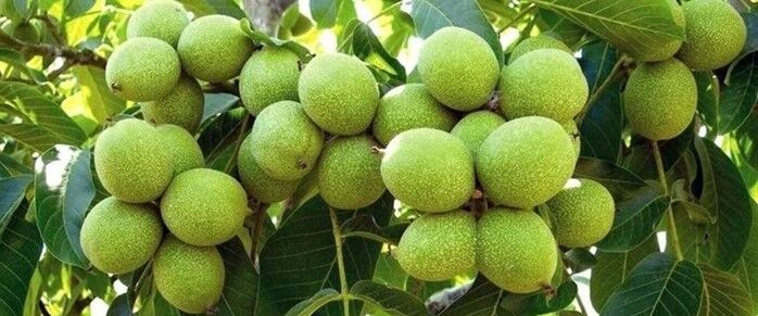 نهالستان غرب نهال؛ معتبرترین مرکز تولید نهال گردو و بادام زودبازده در ایران با ارسال به کل کشور