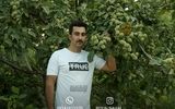 تحولی نوین در صنعت باغداری، با نهال گردو ژنوتیپ رویال