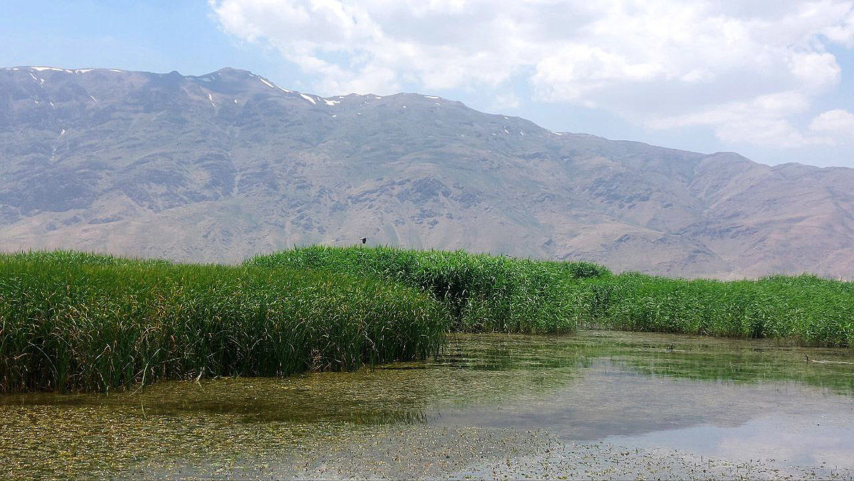 «گندمان»؛ جهانی یا گمنام؟