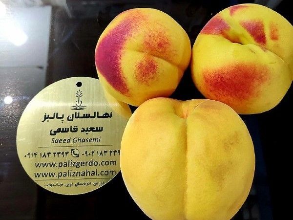 انواع نهال به مدت ۳روز فقط ۲۸هزارتومن