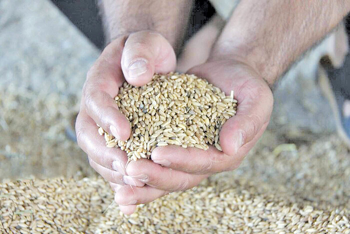  خرید گندم در اصفهان ۳۴۰ درصد افزایش یافت
